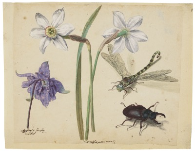 Naturaleza Muerta: Flores y Insectos — Jacques Le Moyne de Morgues