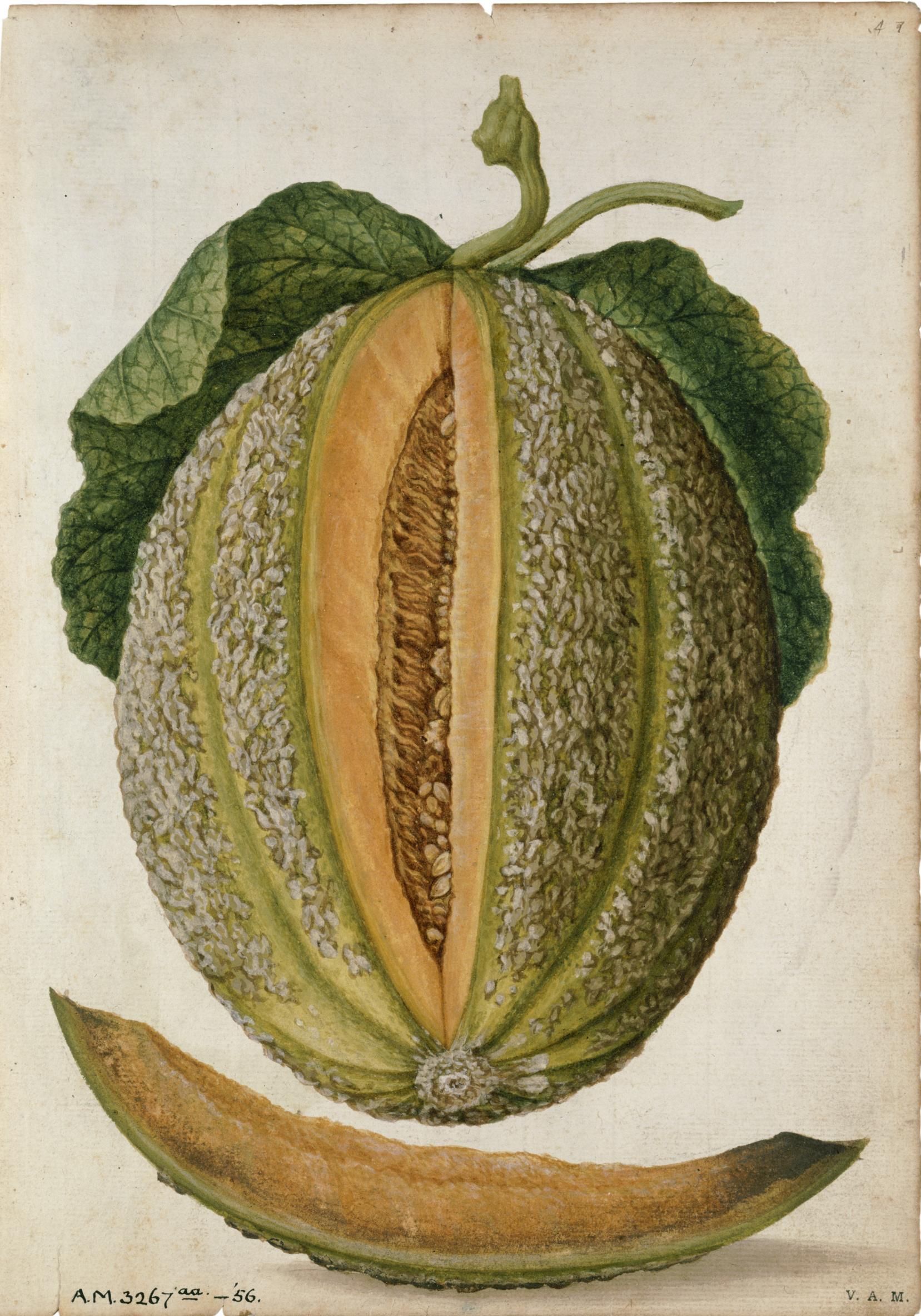 Melón y pepino