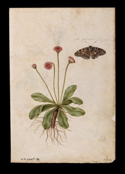 Margaritas con mariposa y rosas — Jacques Le Moyne de Morgues