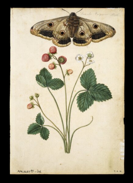 Fresa y mariposa imperial
