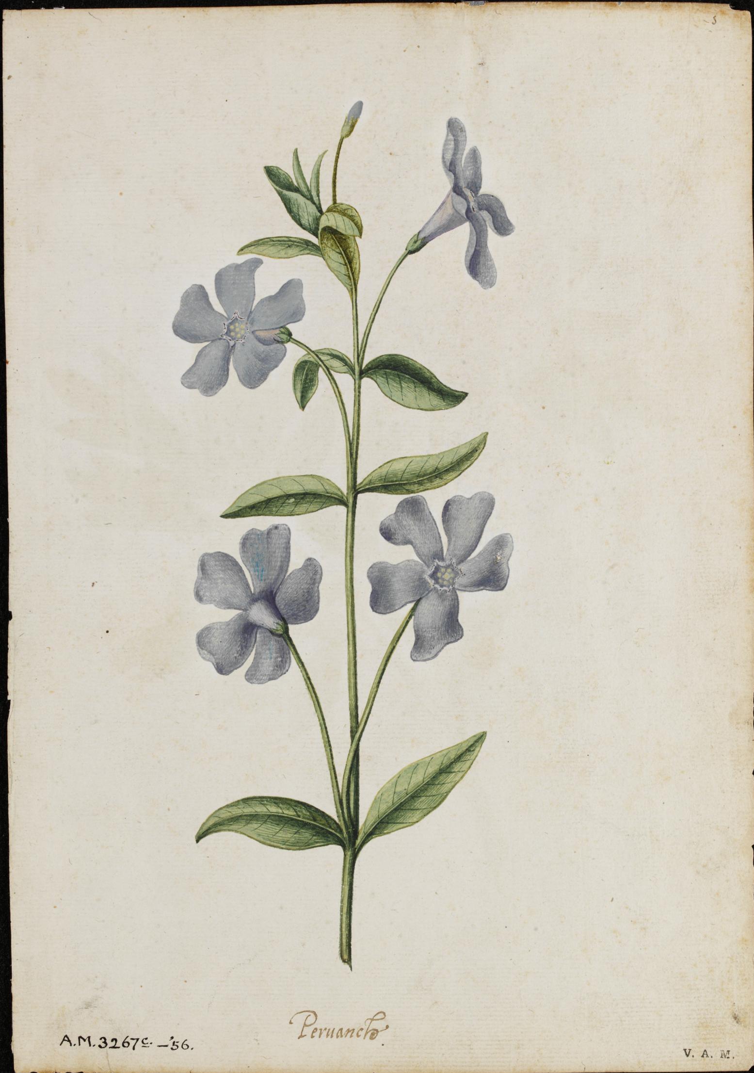 Vincapervinca y peonía — Jacques Le Moyne de Morgues