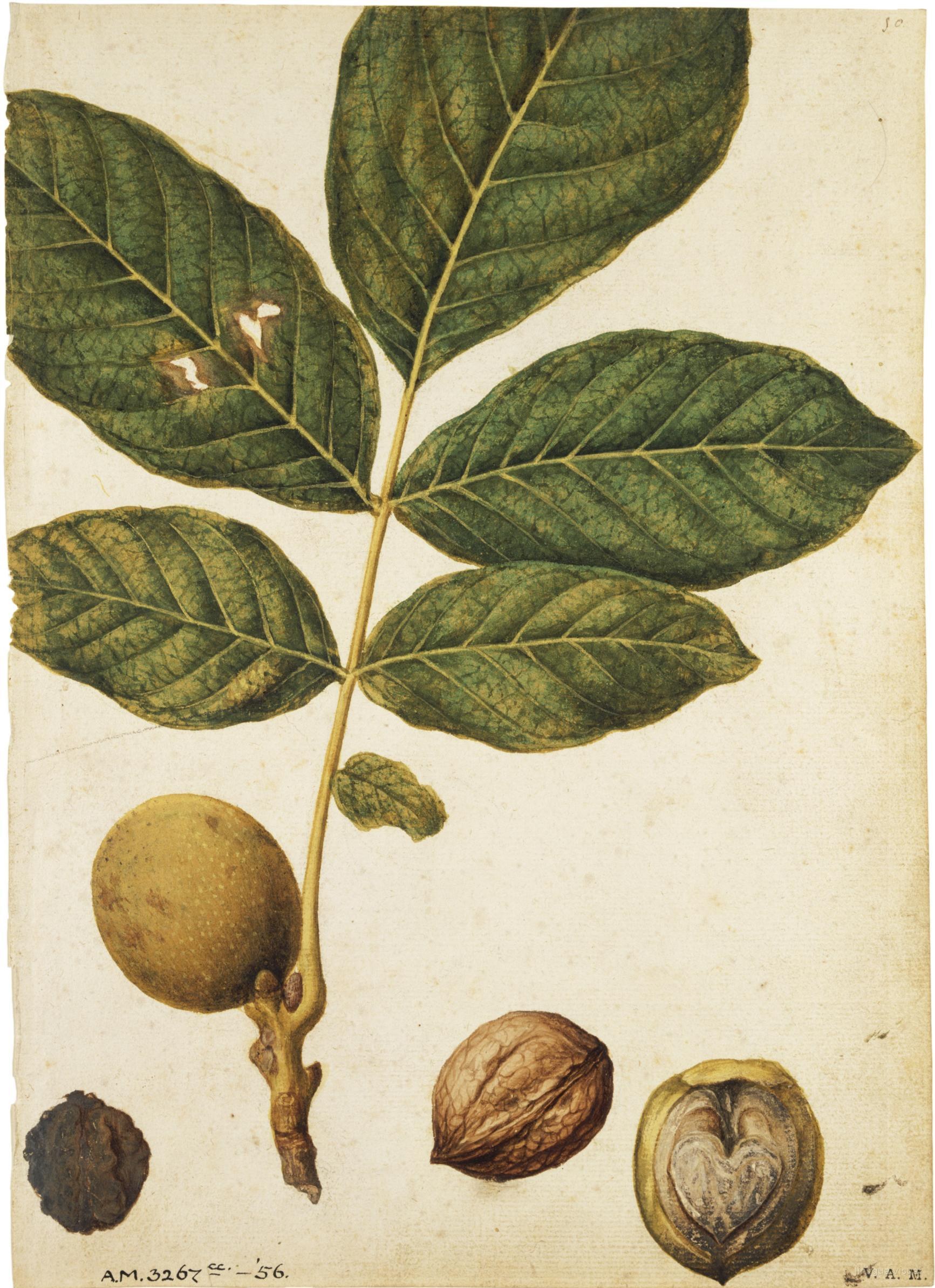 Nueces — Jacques Le Moyne de Morgues