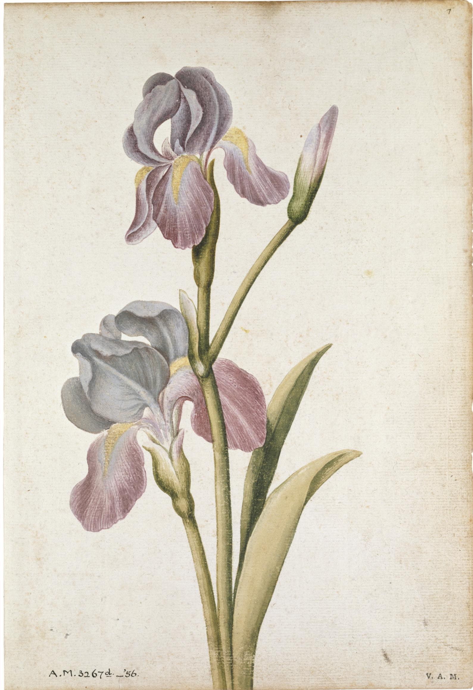 Iris — Jacques Le Moyne de Morgues