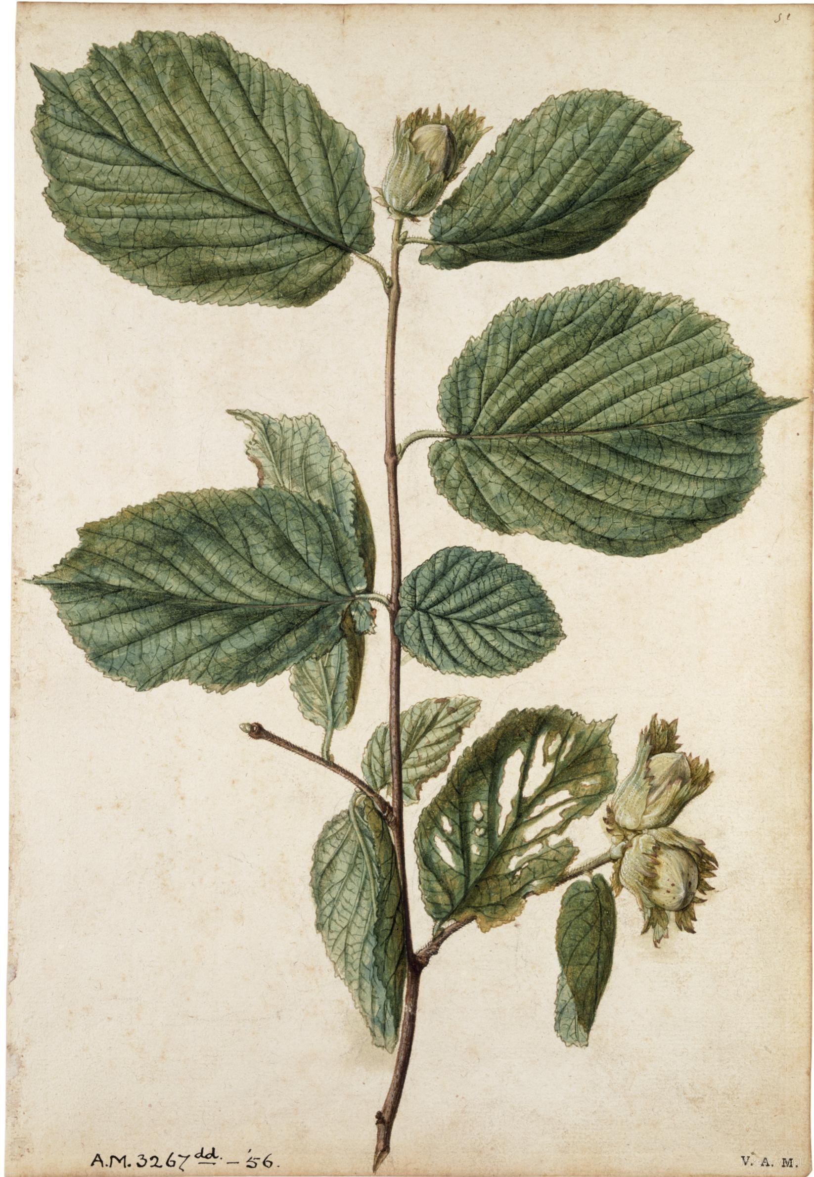 Avellana — Jacques Le Moyne de Morgues