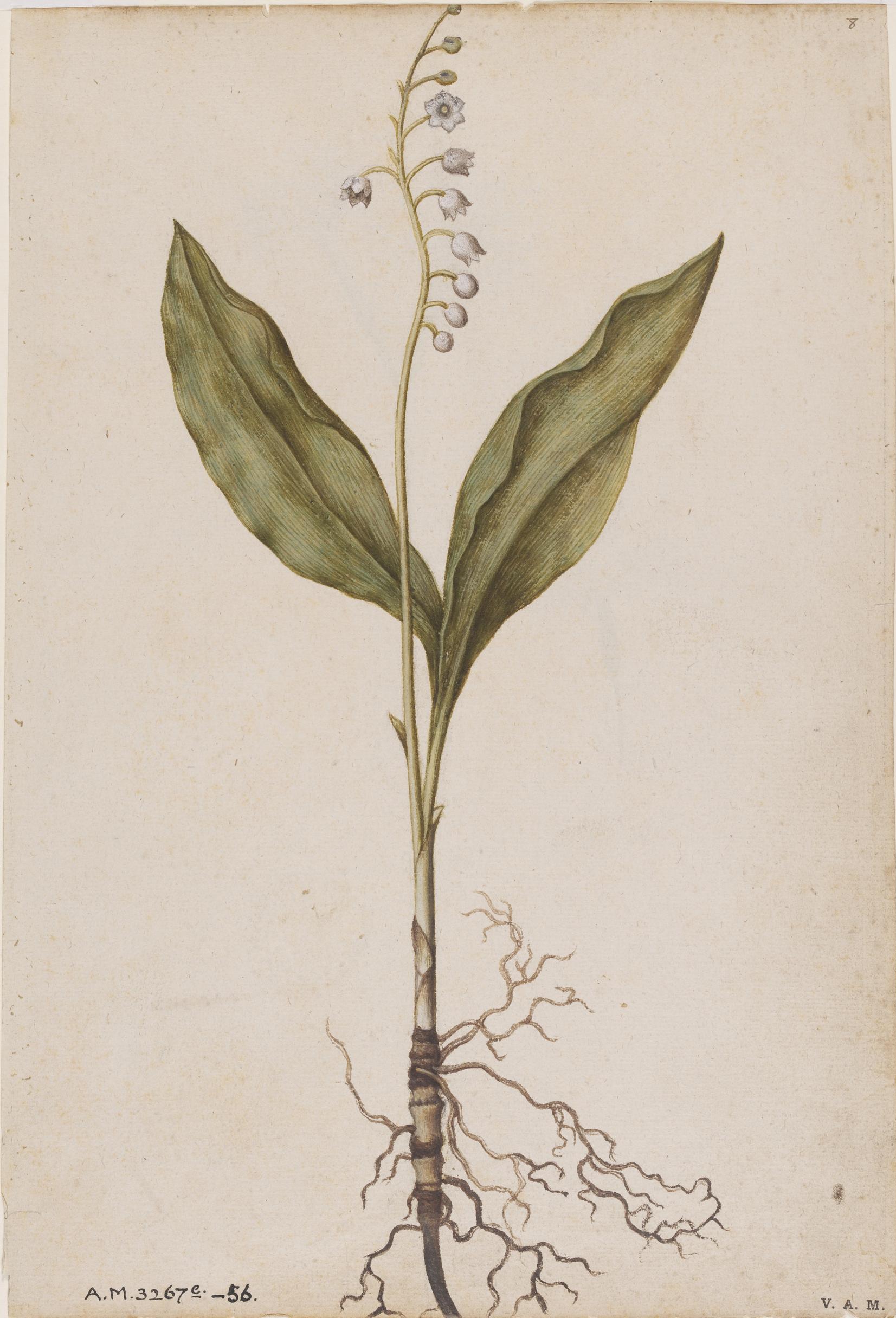 Lirio de los valles y claveles