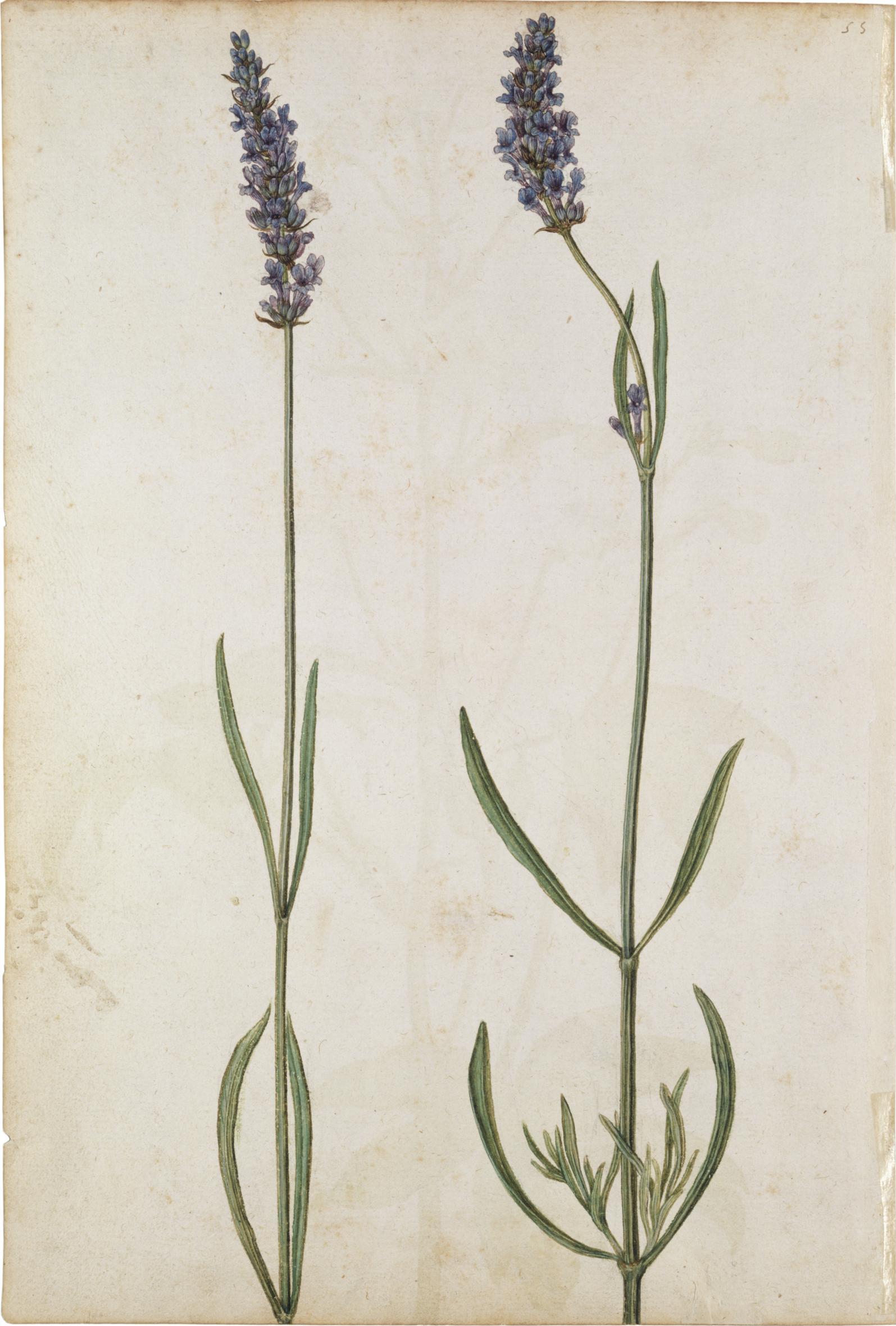 Estafisagria y lavanda