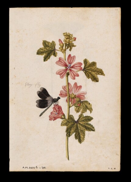 Malva con libélula y campanilla de invierno — Jacques Le Moyne de Morgues