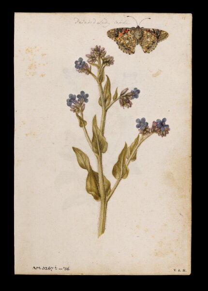 Buglosa con mariposa y pensamientos — Jacques Le Moyne de Morgues