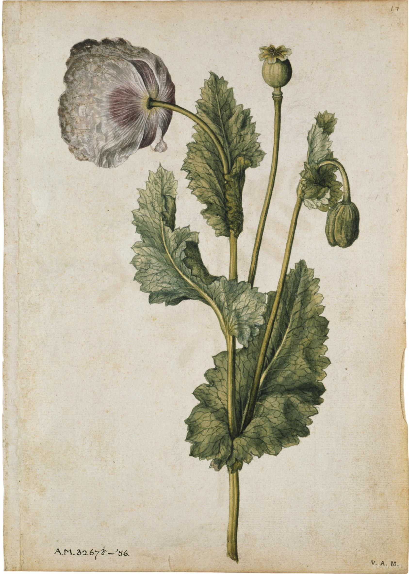 Adormidera y arveja con mariposa — Jacques Le Moyne de Morgues