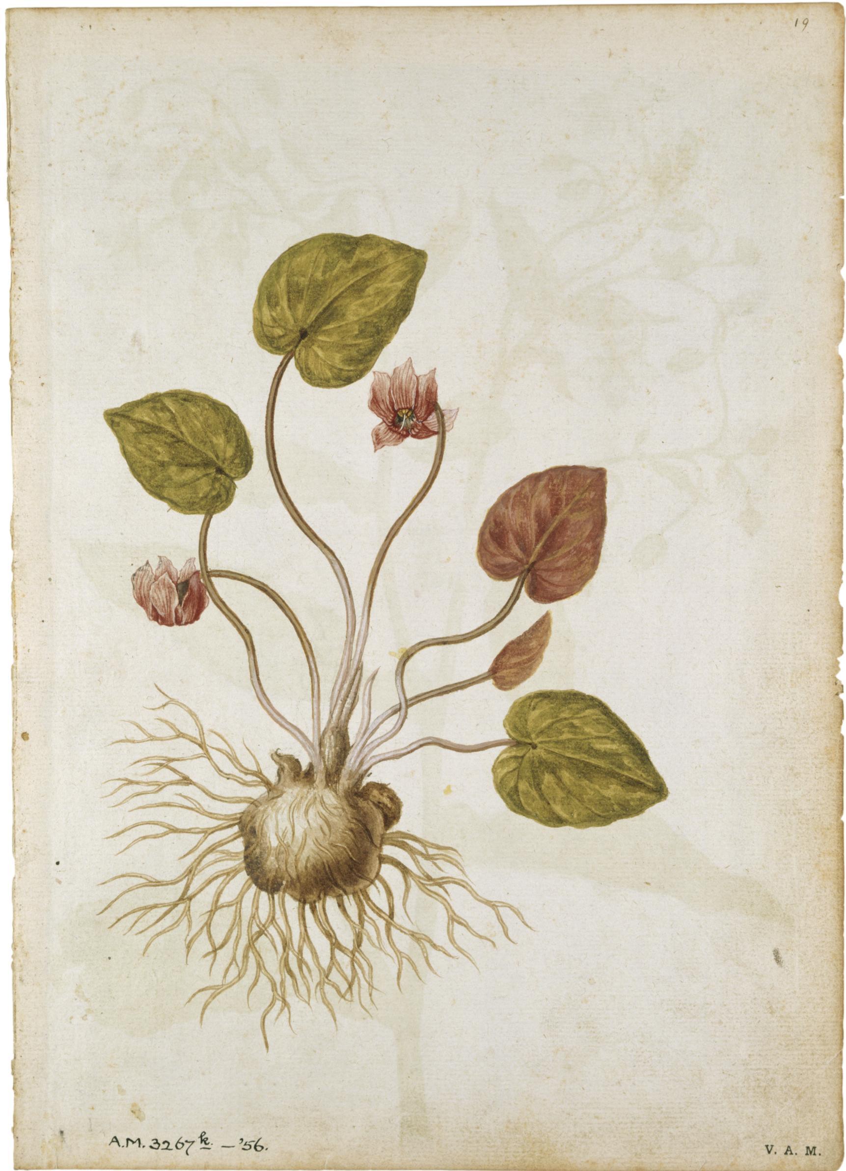 Ciclamen y borraja — Jacques Le Moyne de Morgues