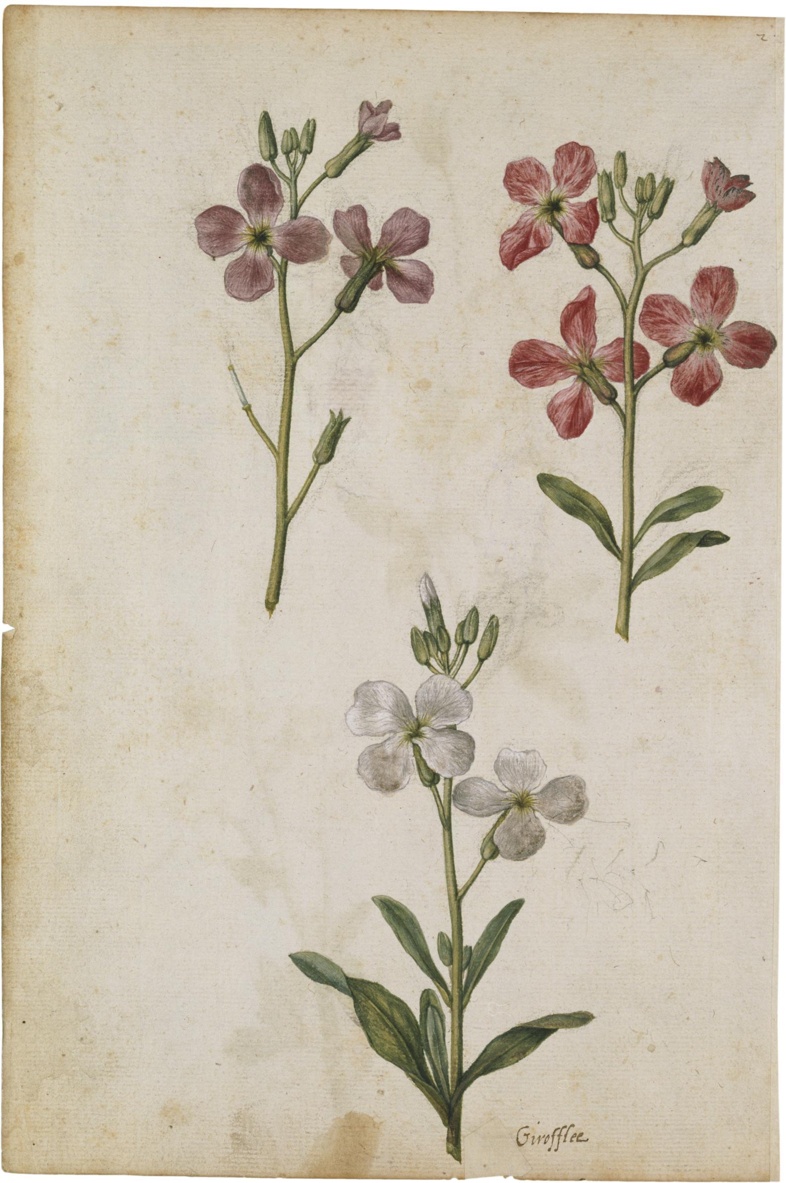 Aguileña y alheli