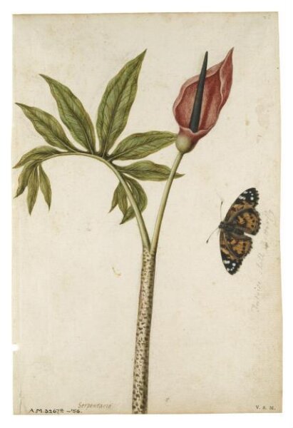 Dragontea y mariposa carey — Jacques Le Moyne de Morgues