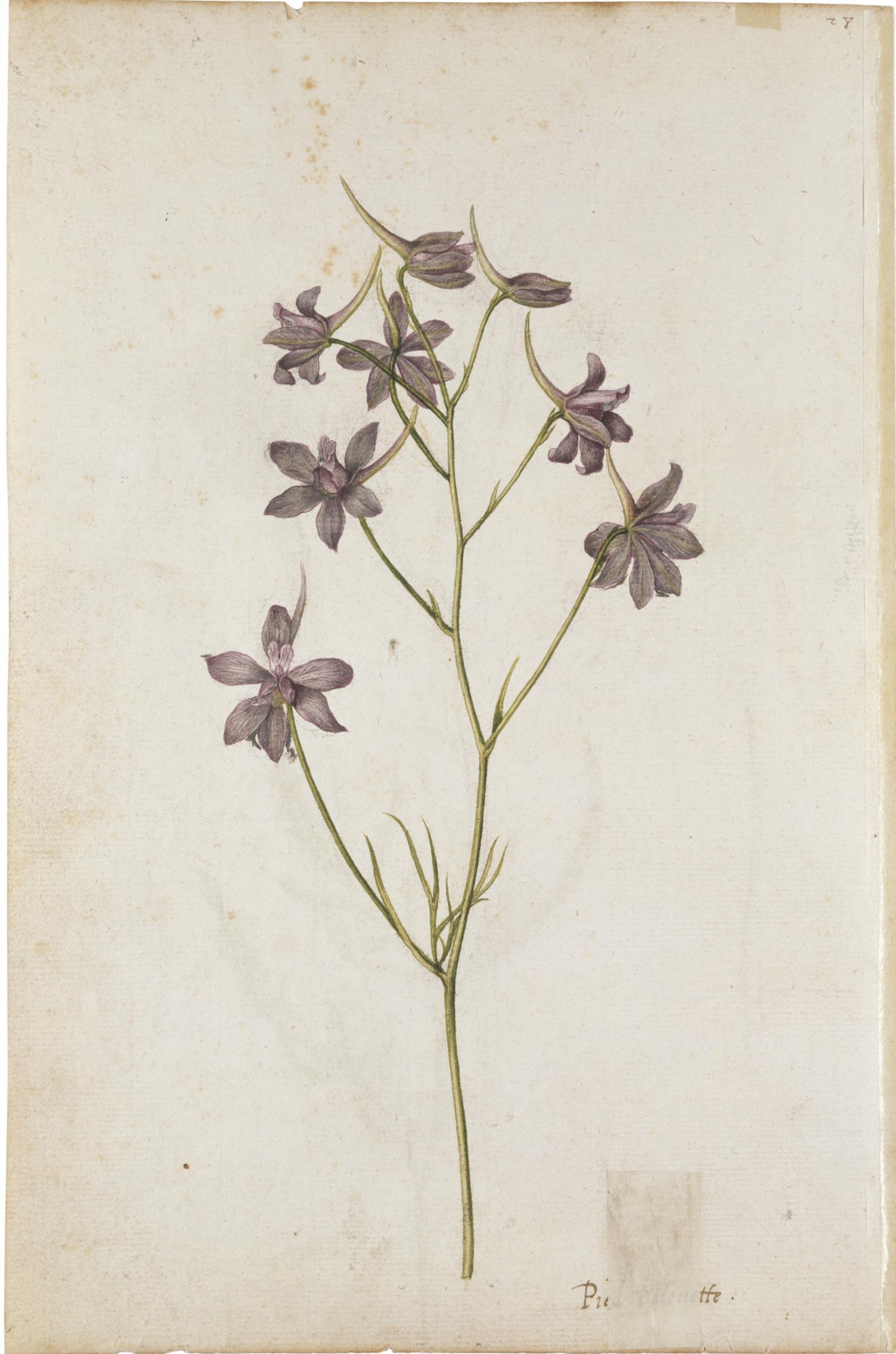 Amapolas y espuela de caballero