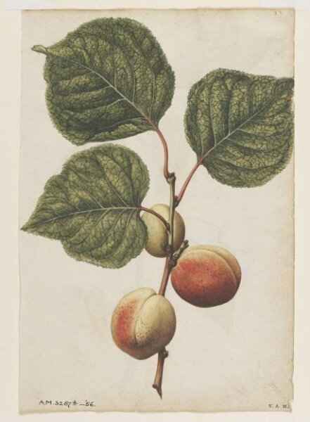 Albaricoques y cerezas — Jacques Le Moyne de Morgues