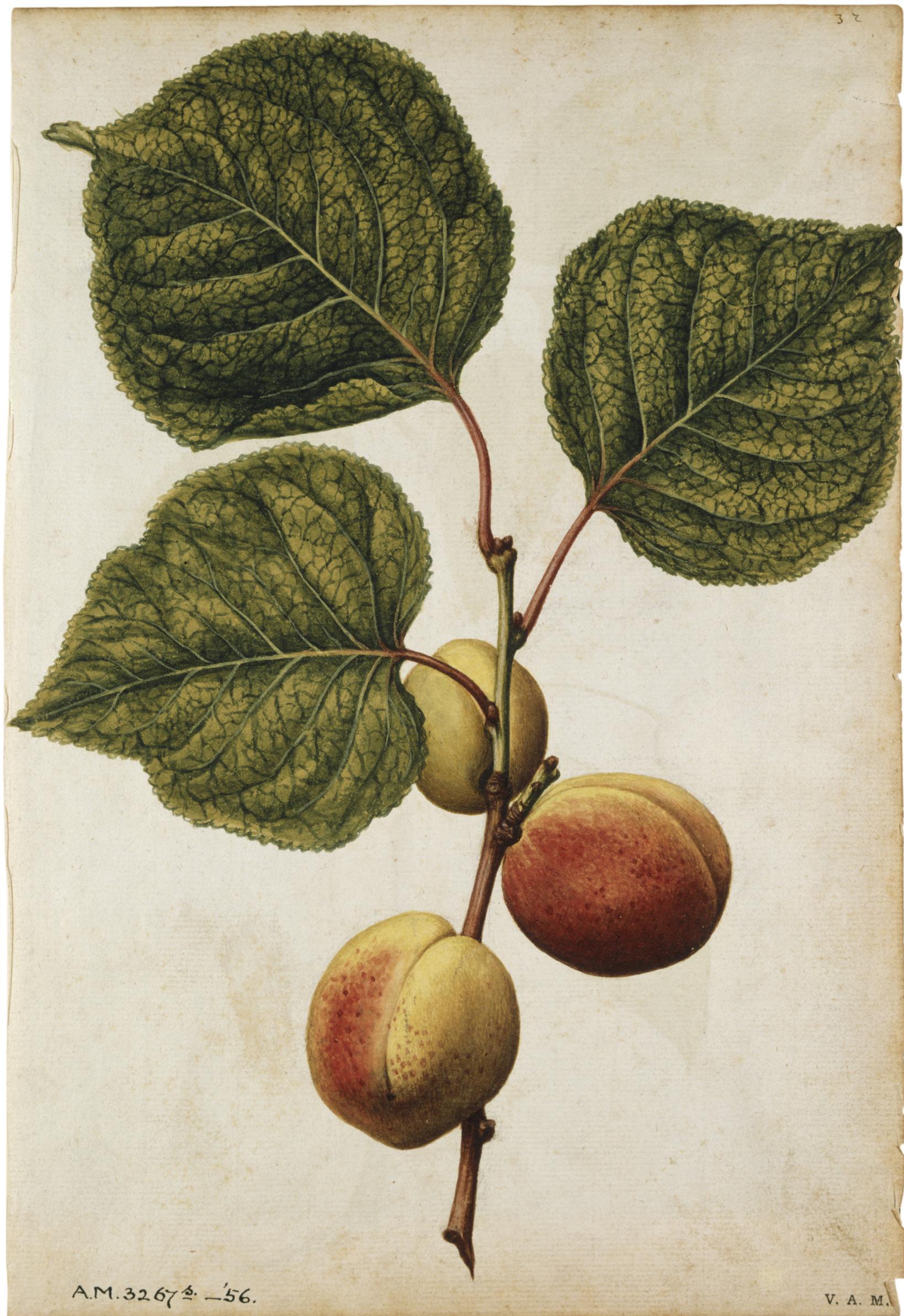 Cereza y endrina