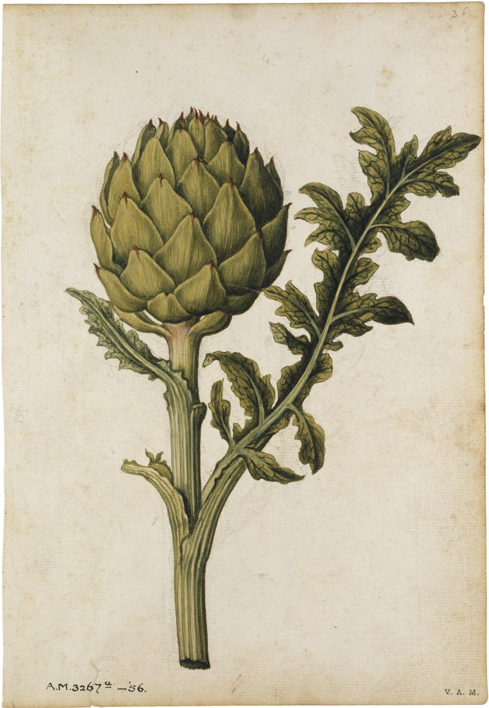 Alcachofa — Jacques Le Moyne de Morgues