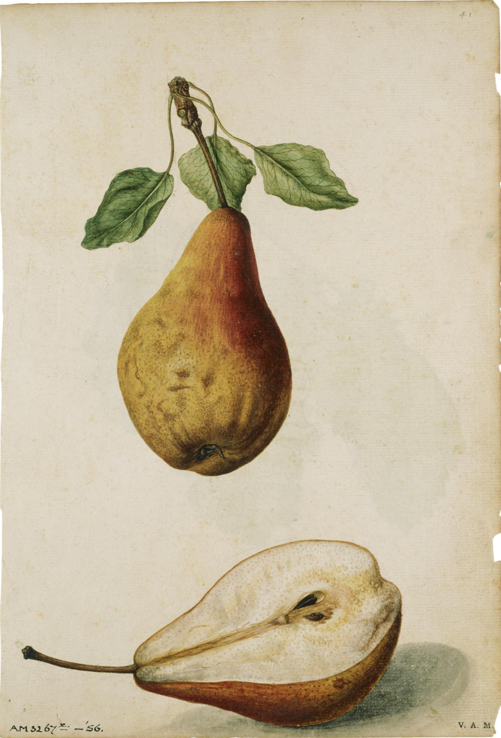 Pera y vid — Jacques Le Moyne de Morgues