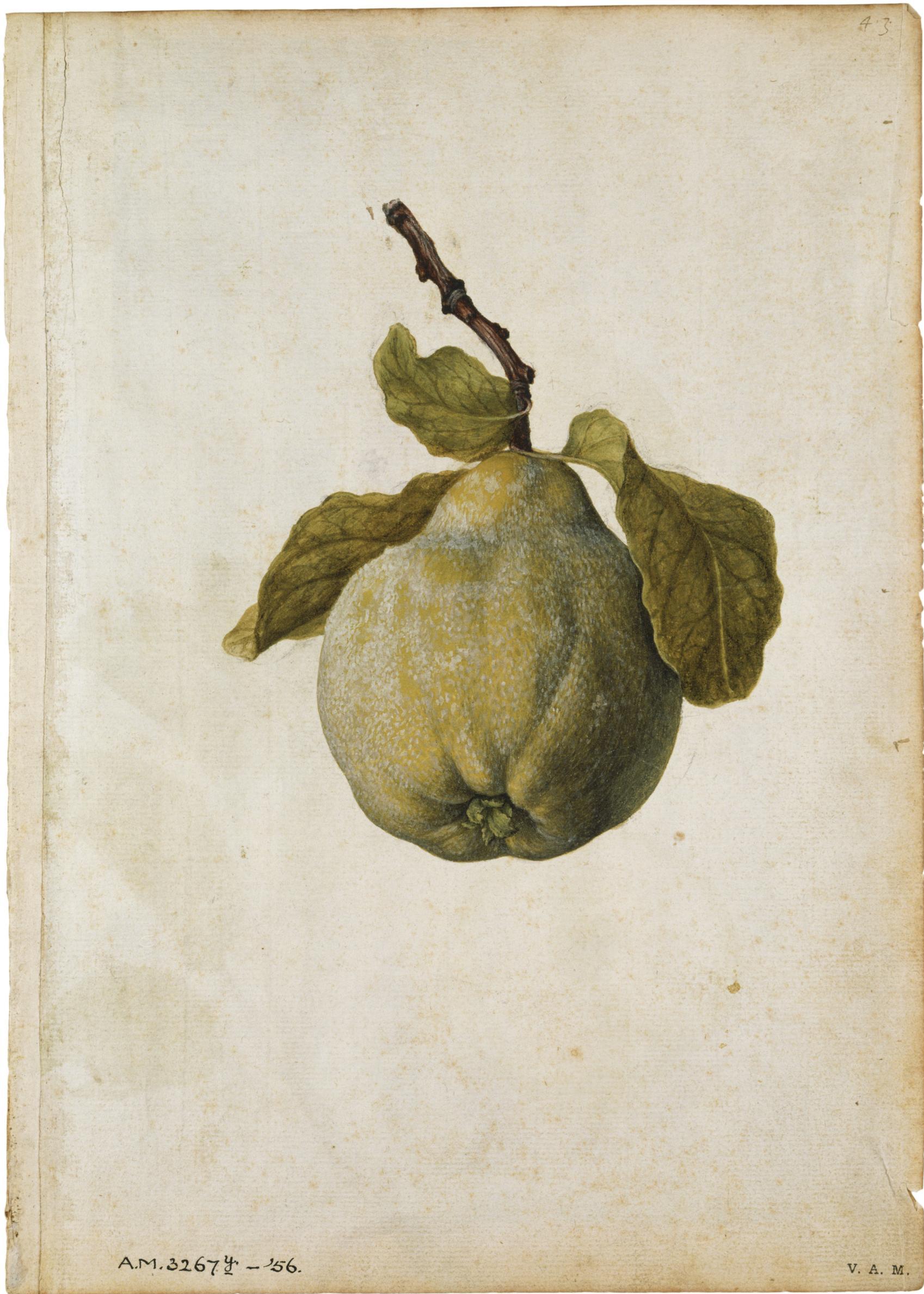 Membrillo y manzana
