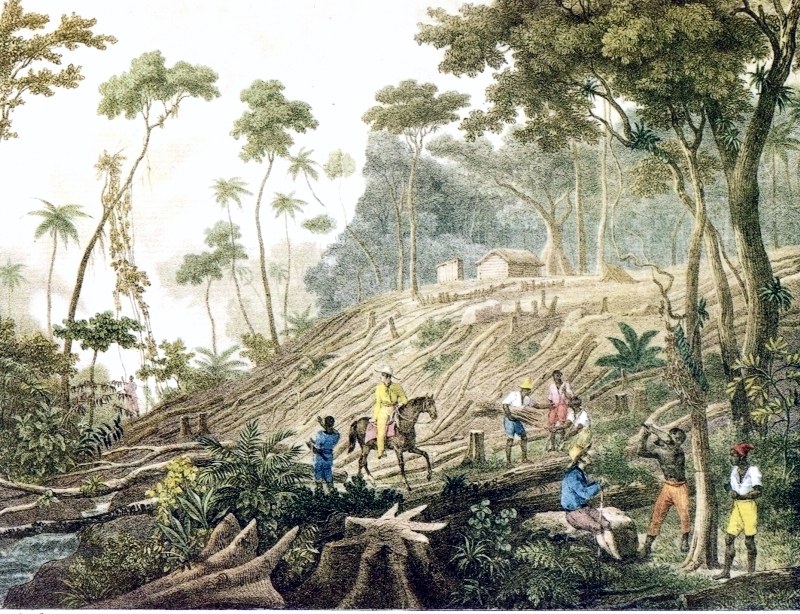 Desmonte de la selva para cultivo en Brasil