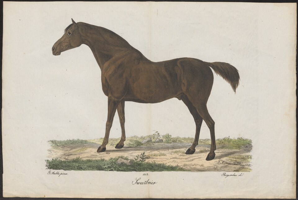 Retrato ecuestre del caballo bayo Sweetbrier en perfil