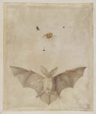 Ilustración detallada de un murciélago con las alas extendidas — María Sybilla Merian