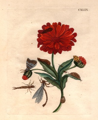 Flor roja y diversos insectos — María Sybilla Merian