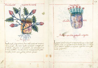 Códice Badiano, — Lámina, nº 19 — Tlacuilo anónimo