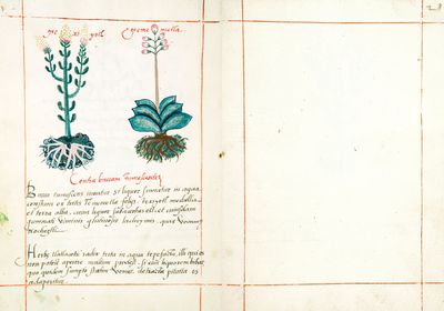 Coloniales badiano códice badiano 300dpi — No identificado