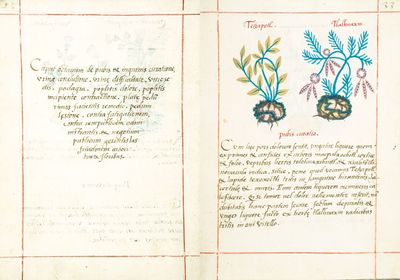 Códice Badiano, — Lámina, nº 33 — Tlacuilo anónimo
