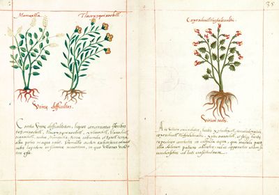 Códice Badiano, — Lámina, nº 35 — Tlacuilo anónimo