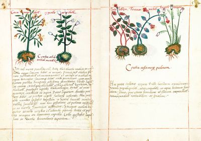 Códice Badiano, — Lámina, nº 54 — Tlacuilo anónimo