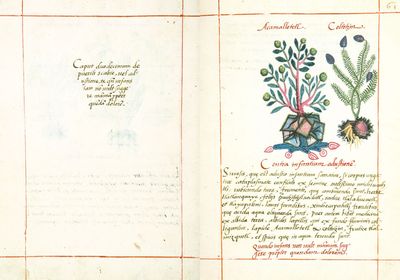 Coloniales badiano códice badiano 300dpi — No identificado