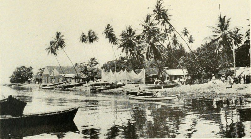 Islas de especias y palmas — Arte del Caribe