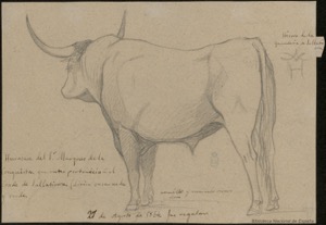 [Toro llamado Huracan] — Castellano