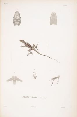 Historia cuba mobot31753000317195 — Ramón de la Sagra (ed.)