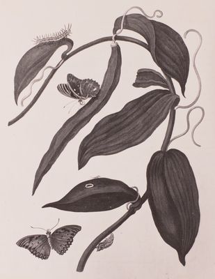 Sibylla Merian — Maria Sibylla Merian