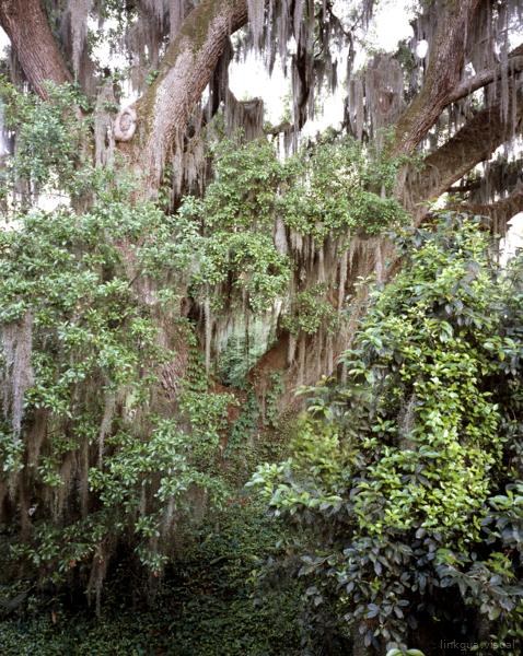 Louisiana tree with Spanish moss — No identificado