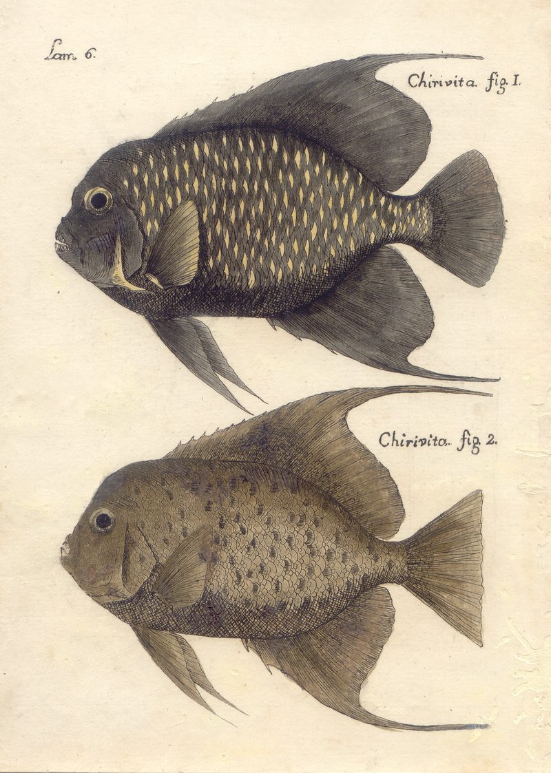 Peces 65f3eed676d5, nº 8 — Antonio Parra