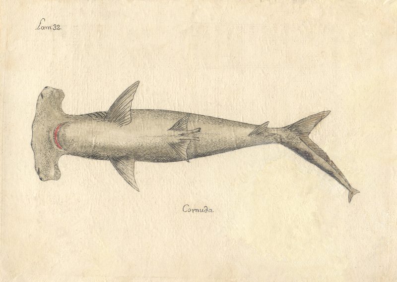 Peces b2162ab5d291, nº 34 — Antonio Parra