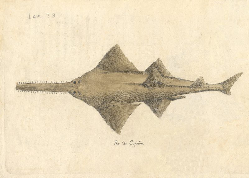 Peces c355767e3e33, nº 35 — Antonio Parra