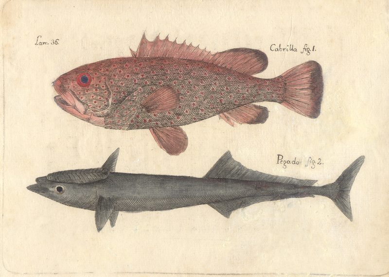 Peces 207e4a2ffba6, nº 38 — Antonio Parra