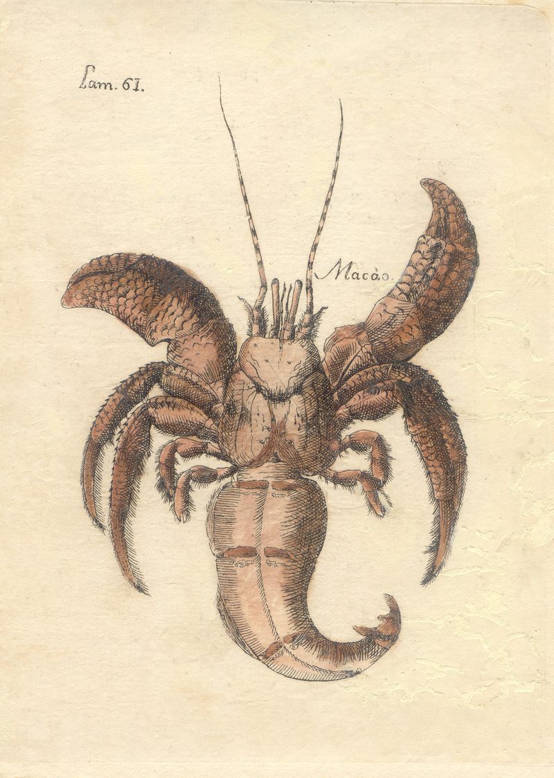 — Peces de Cuba, lámina — Antonio Parra