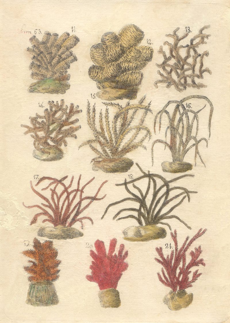 — Peces de Cuba, lámina — Antonio Parra