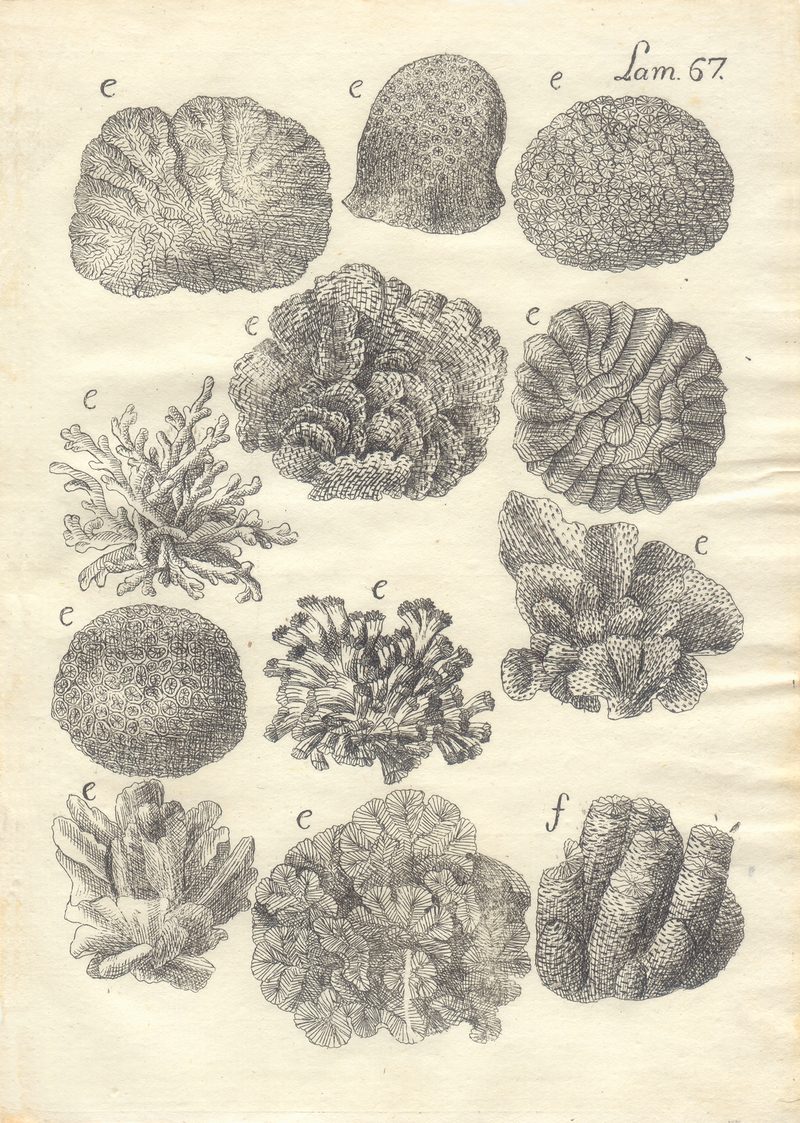— Peces de Cuba, lámina — Antonio Parra