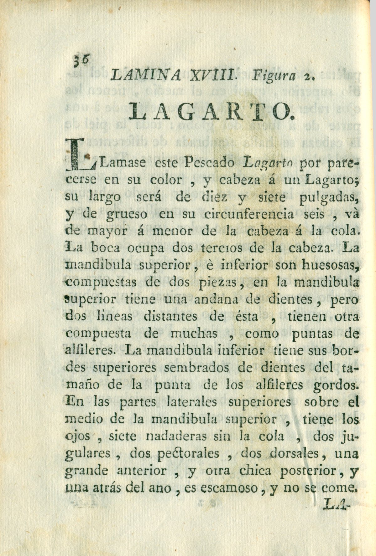 Descripción de diferentes piezas de historia natural, lámina 4913