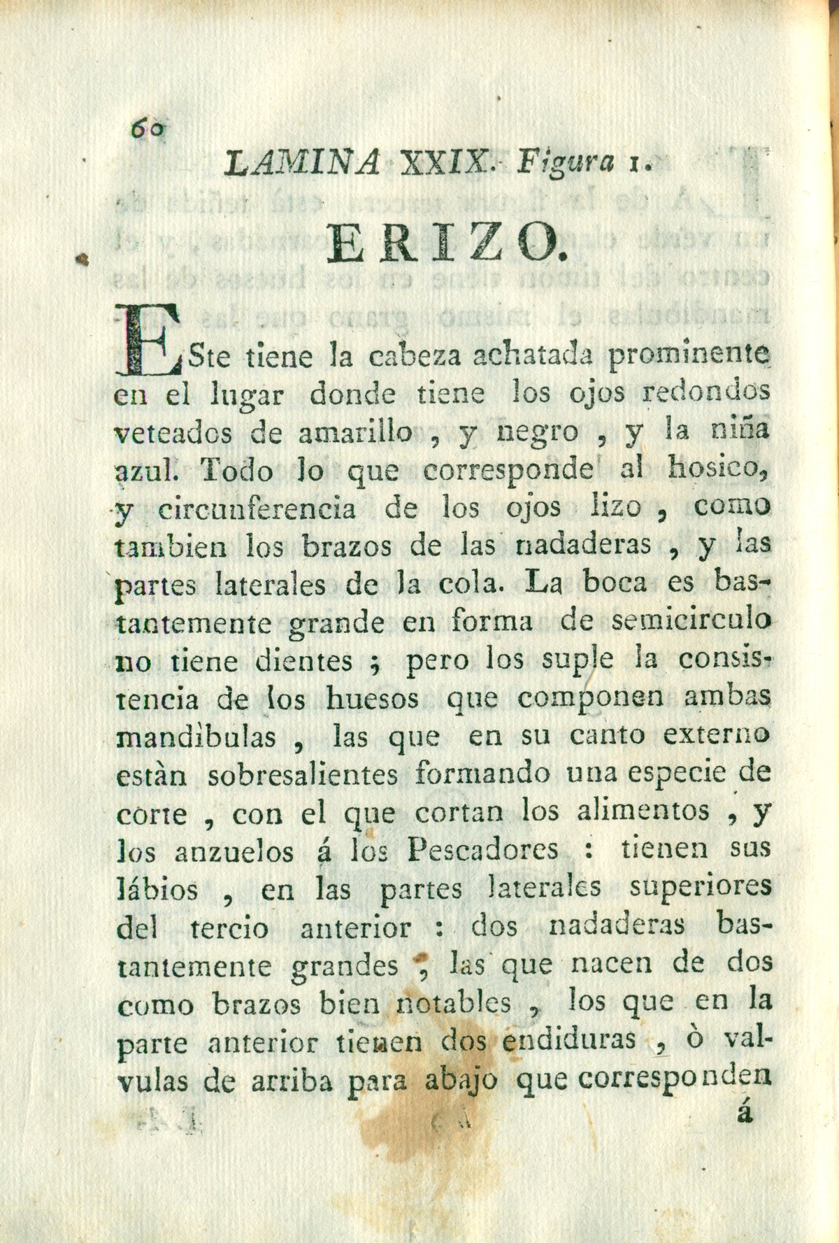 Descripción de diferentes piezas de historia natural, lámina 4937