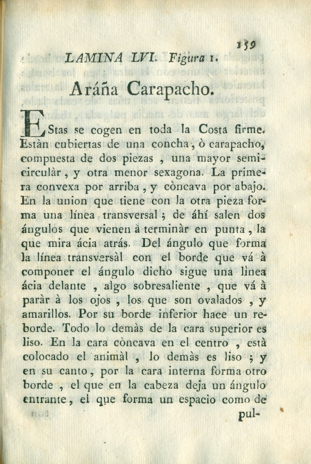 Descripción de diferentes piezas de historia natural, lámina 5038