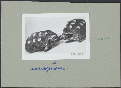 Eckhout, nº 50 — Albert Eckhout