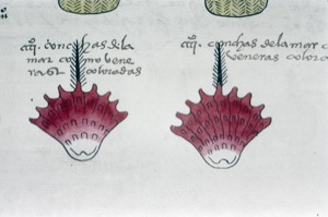 Ilustraciones de Cónchas Marinas con Inscripciones — Anónimo mixteco