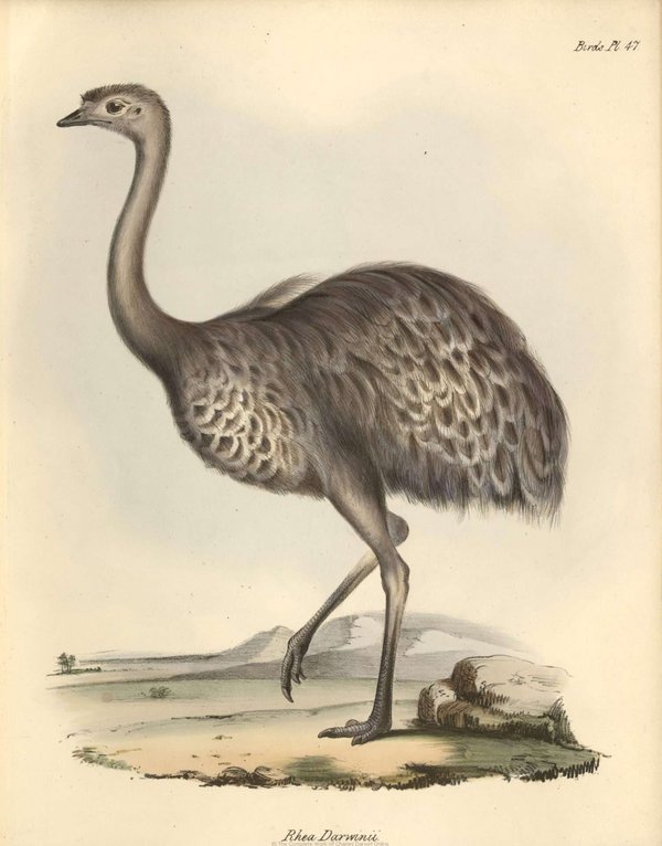 Ilustración de ave Rhea Darwinia — Elizabeth y John Gould